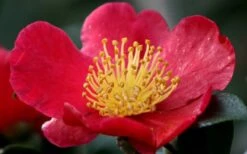 Yuletide Camellia Sasanqua - 2.5 Quart Pot 14 Yuletide Camellia Sasanqua - 2.5 Quart Pot -Best Bush Shop camellia yuletide flower closeup