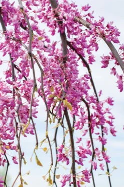 Golden Falls Weeping Redbud Tree - 3 Gallon Pot (2-3') -Best Bush Shop cercis canadensis golden falls weeping redbud 4