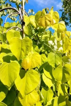 Golden Falls Weeping Redbud Tree - 3 Gallon Pot (2-3') -Best Bush Shop cercis canadensis golden falls weeping redbud 5