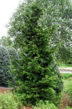 Slender Hinoki Cypress - 7 Gallon Pot (2-3') 7 Slender Hinoki Cypress - 7 Gallon Pot (2-3') -Best Bush Shop chamaecyparis obtusa gracilis slender hinoki cypress 101