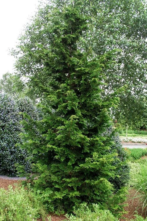 Slender Hinoki Cypress - 7 Gallon Pot (2-3') 3 Slender Hinoki Cypress - 7 Gallon Pot (2-3') - Image 3