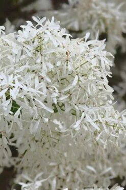 China Snow Chinese Fringe Tree (Chionanthus Retusus) - 7 Gallon Pot (6-7') -Best Bush Shop chionanthus retusus china snow chinese fringe tree 1