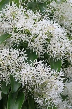 China Snow Chinese Fringe Tree (Chionanthus Retusus) - 7 Gallon Pot (6-7') -Best Bush Shop chionanthus retusus china snow chinese fringe tree 5
