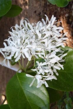 China Snow Chinese Fringe Tree (Chionanthus Retusus) - 7 Gallon Pot (6-7') -Best Bush Shop chionanthus retusus tokyo tower chinese fringe tree 4