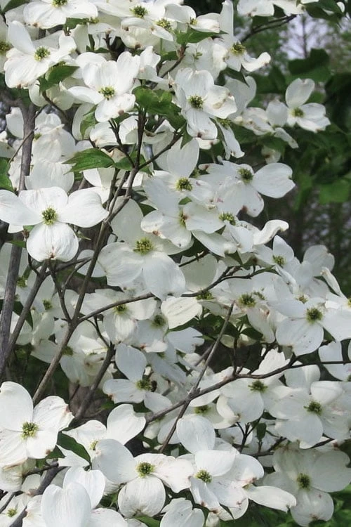 Jean's Appalachian Snow White Dogwood Tree - 3 Gallon Pot 1 Jean's Appalachian Snow White Dogwood Tree - 3 Gallon Pot