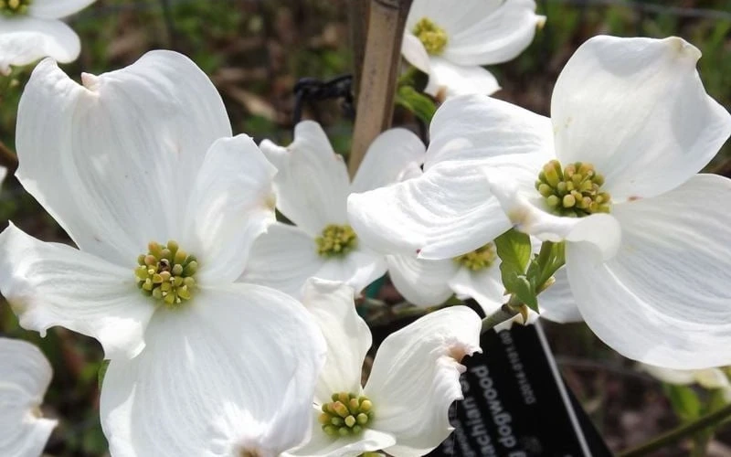 Jean's Appalachian Snow White Dogwood Tree - 3 Gallon Pot 7 Jean's Appalachian Snow White Dogwood Tree - 3 Gallon Pot - Image 7
