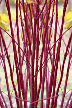 Red Osier Red Twig Dogwood (Cornus Sericea) - 2 Gallon Pot 11 Red Osier Red Twig Dogwood (Cornus Sericea) - 2 Gallon Pot -Best Bush Shop cornus sericera red osier dogwood 1