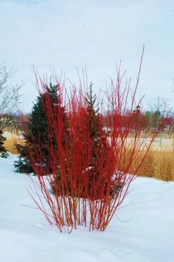 Red Osier Red Twig Dogwood (Cornus Sericea) - 2 Gallon Pot 10 Red Osier Red Twig Dogwood (Cornus Sericea) - 2 Gallon Pot -Best Bush Shop cornus sericera red osier dogwood 4