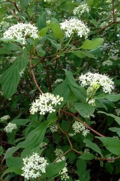 Red Osier Red Twig Dogwood (Cornus Sericea) - 2 Gallon Pot 12 Red Osier Red Twig Dogwood (Cornus Sericea) - 2 Gallon Pot -Best Bush Shop cornus sericera red osier dogwood 5