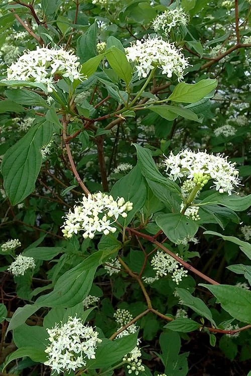 Red Osier Red Twig Dogwood (Cornus Sericea) - 2 Gallon Pot 6 Red Osier Red Twig Dogwood (Cornus Sericea) - 2 Gallon Pot - Image 6