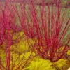 Red Osier Red Twig Dogwood (Cornus Sericea) - 2 Gallon Pot