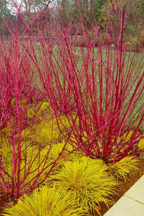 Red Osier Red Twig Dogwood (Cornus Sericea) - 2 Gallon Pot 1 Red Osier Red Twig Dogwood (Cornus Sericea) - 2 Gallon Pot