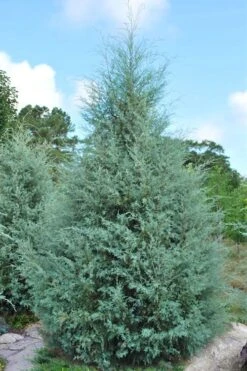 Carolina Sapphire Arizona Cypress - 7 Gallon Pot (3-4') 13 Carolina Sapphire Arizona Cypress - 7 Gallon Pot (3-4') -Best Bush Shop cupressus arizonica arizona carolina sapphire cypress 1