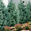 Carolina Sapphire Arizona Cypress - 7 Gallon Pot (3-4')