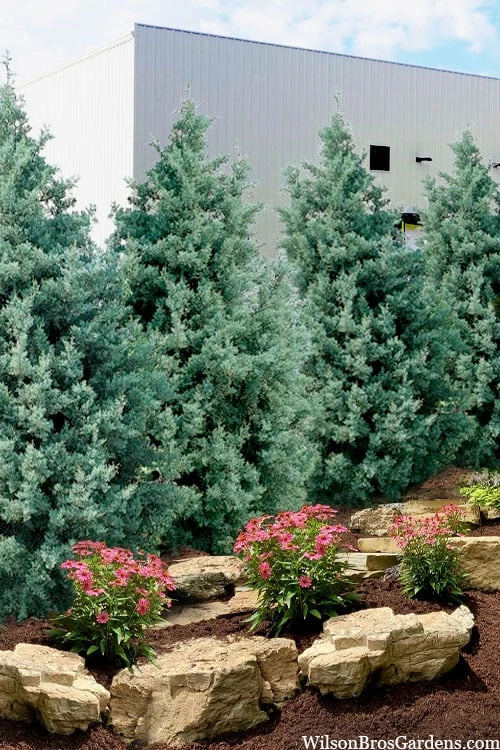 Carolina Sapphire Arizona Cypress - 7 Gallon Pot (3-4') 1 Carolina Sapphire Arizona Cypress - 7 Gallon Pot (3-4')