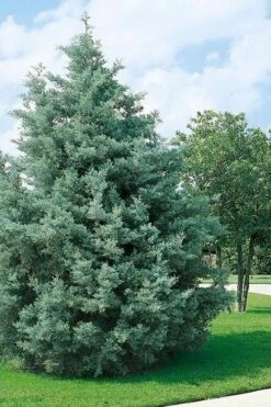Carolina Sapphire Arizona Cypress - 7 Gallon Pot (3-4') 10 Carolina Sapphire Arizona Cypress - 7 Gallon Pot (3-4') -Best Bush Shop cupressus arizonica arizona carolina sapphire cypress 102