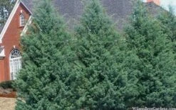 Carolina Sapphire Arizona Cypress - 7 Gallon Pot (3-4') 12 Carolina Sapphire Arizona Cypress - 7 Gallon Pot (3-4') -Best Bush Shop cupressus arizonica arizona carolina sapphire cypress 103