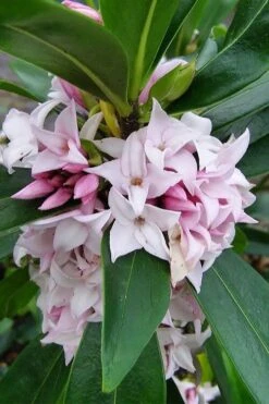 Pink Perfume Princess Winter Daphne - 2 Gallon Pot -Best Bush Shop daphne perfume princess 11
