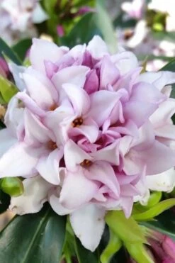 Pink Perfume Princess Winter Daphne - 2 Gallon Pot -Best Bush Shop daphne perfume princess 12