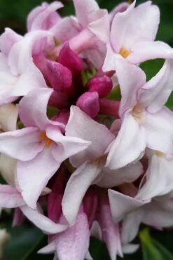 Pink Perfume Princess Winter Daphne - 2 Gallon Pot -Best Bush Shop daphne perfume princess 15