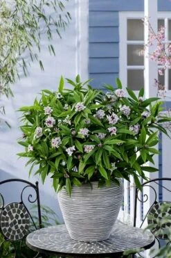 Pink Perfume Princess Winter Daphne - 2 Gallon Pot -Best Bush Shop daphne perfume princess 16