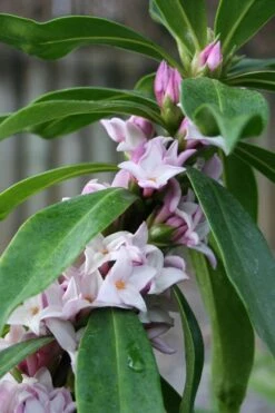 Pink Perfume Princess Winter Daphne - 2 Gallon Pot -Best Bush Shop daphne perfume princess 17