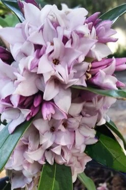 Pink Perfume Princess Winter Daphne - 2 Gallon Pot -Best Bush Shop daphne perfume princess 4
