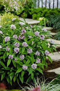 Pink Perfume Princess Winter Daphne - 2 Gallon Pot -Best Bush Shop daphne perfume princess 7