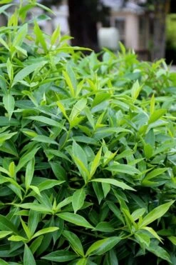 Pink Perfume Princess Winter Daphne - 2 Gallon Pot -Best Bush Shop daphne perfume princess 8