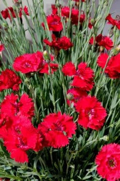 Fire Star Dianthus (Carnation) - 1 Gallon Pot -Best Bush Shop dianthus fire star 2