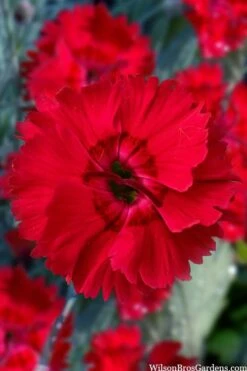New Products 9 Fire Star Dianthus (Carnation) - 1 Gallon Pot