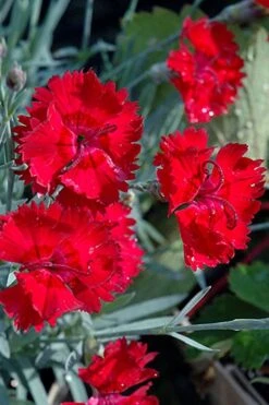 Fire Star Dianthus (Carnation) - 1 Gallon Pot -Best Bush Shop dianthus fire star cottage pinks 101