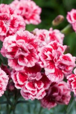 Scent First 'Sugar Plum' Dianthus (Carnation) - 5 Pack Of Quart Pots 11 Scent First 'Sugar Plum' Dianthus (Carnation) - 5 Pack Of Quart Pots -Best Bush Shop dianthus scent first sugar plum 1
