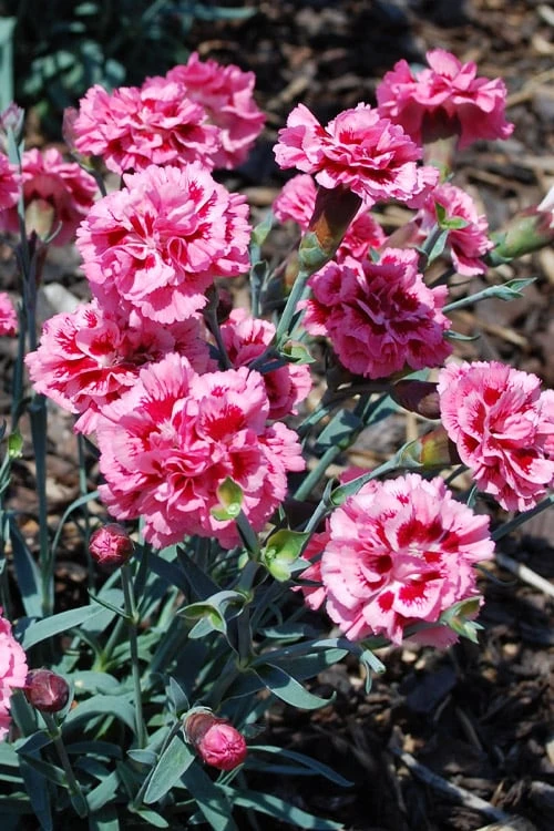 Scent First 'Sugar Plum' Dianthus (Carnation) - 5 Pack Of Quart Pots 4 Scent First 'Sugar Plum' Dianthus (Carnation) - 5 Pack Of Quart Pots - Image 4