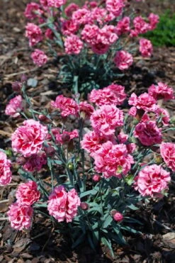 Scent First 'Sugar Plum' Dianthus (Carnation) - 5 Pack Of Quart Pots 10 Scent First 'Sugar Plum' Dianthus (Carnation) - 5 Pack Of Quart Pots -Best Bush Shop dianthus scent first sugar plum 8