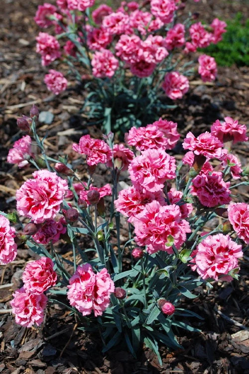 Scent First 'Sugar Plum' Dianthus (Carnation) - 5 Pack Of Quart Pots 5 Scent First 'Sugar Plum' Dianthus (Carnation) - 5 Pack Of Quart Pots - Image 5