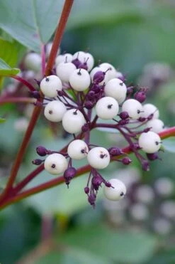 Red Osier Red Twig Dogwood (Cornus Sericea) - 2 Gallon Pot 13 Red Osier Red Twig Dogwood (Cornus Sericea) - 2 Gallon Pot -Best Bush Shop dogwood red osier 500x750 1