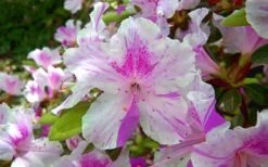Autumn Twist Encore Azalea - 1 Gallon Pot 7 Autumn Twist Encore Azalea - 1 Gallon Pot -Best Bush Shop encore azalea autumn twist