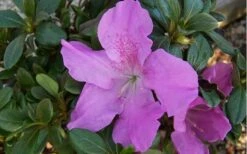Autumn Lilac Encore Azalea - 1 Gallon Pot 10 Autumn Lilac Encore Azalea - 1 Gallon Pot -Best Bush Shop encore azalea autumnlilac