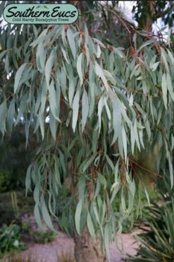 Angus Cold Hardy Eucalyptus Tree (Eucalyptus Nicholii) - Quart Pot 16 Angus Cold Hardy Eucalyptus Tree (Eucalyptus Nicholii) - Quart Pot -Best Bush Shop eucalyoptus nicholii angus 1 4