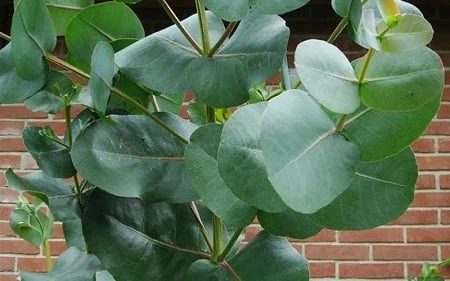 Big O Cold Hardy Eucalyptus Tree (Eucalyptus Neglecta) - 1 Gallon Pot 7 Big O Cold Hardy Eucalyptus Tree (Eucalyptus Neglecta) - 1 Gallon Pot - Image 7