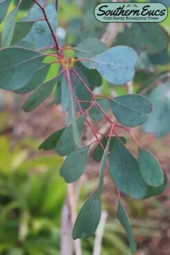 Lucky Country Cold Hardy Eucalyptus Tree (Eucalyptus Camphora) - 5 Gallon Pot