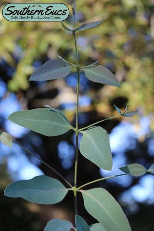 Grace Cold Hardy Eucalyptus Tree (Eucalyptus Elliptica) - 3 Gallon Pot 1 Grace Cold Hardy Eucalyptus Tree (Eucalyptus Elliptica) - 3 Gallon Pot
