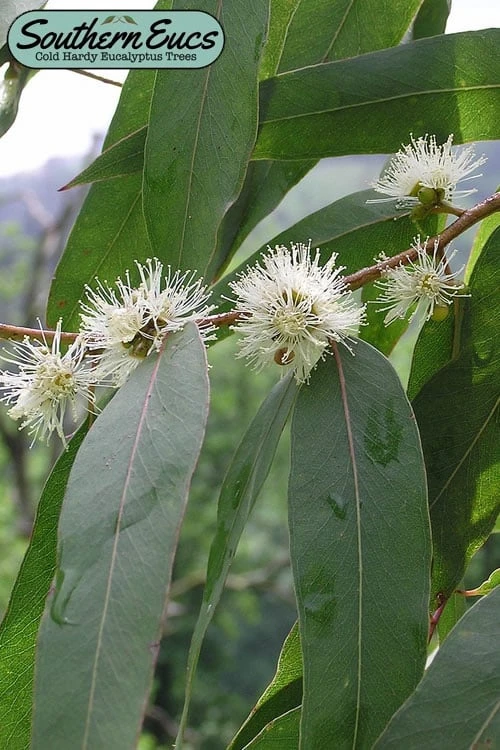 Jersey Girl Cold Hardy Eucalyptus Tree (Eucalyptus Macarthurii) - 3 Quart Pot 1 Jersey Girl Cold Hardy Eucalyptus Tree (Eucalyptus Macarthurii) - 3 Quart Pot