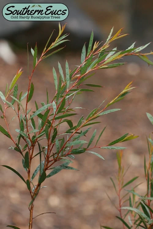 Skinny Minny Hardy Eucalyptus Tree (Eucalyptus Moorei) - 3 Gallon Pot 1 Skinny Minny Hardy Eucalyptus Tree (Eucalyptus Moorei) - 3 Gallon Pot