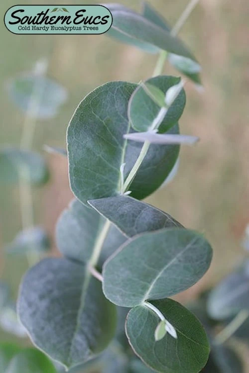 Big O Cold Hardy Eucalyptus Tree (Eucalyptus Neglecta) - 5 Gallon Pot (5-6') 1 Big O Cold Hardy Eucalyptus Tree (Eucalyptus Neglecta) - 5 Gallon Pot (5-6')
