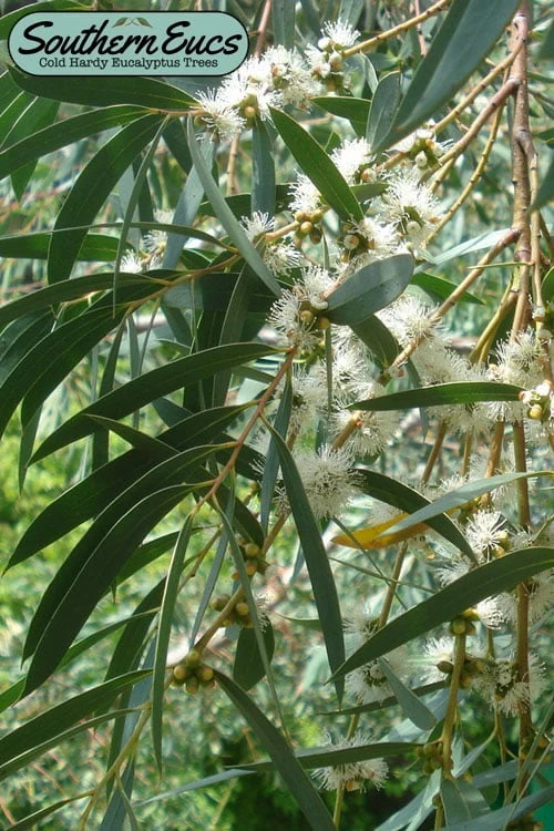 Funky Monkey Cold Hardy Eucalyptus Tree (Eucalyptus Parvula) - 6 Pack Of 1 Gallon Pots 1 Funky Monkey Cold Hardy Eucalyptus Tree (Eucalyptus Parvula) - 6 Pack Of 1 Gallon Pots