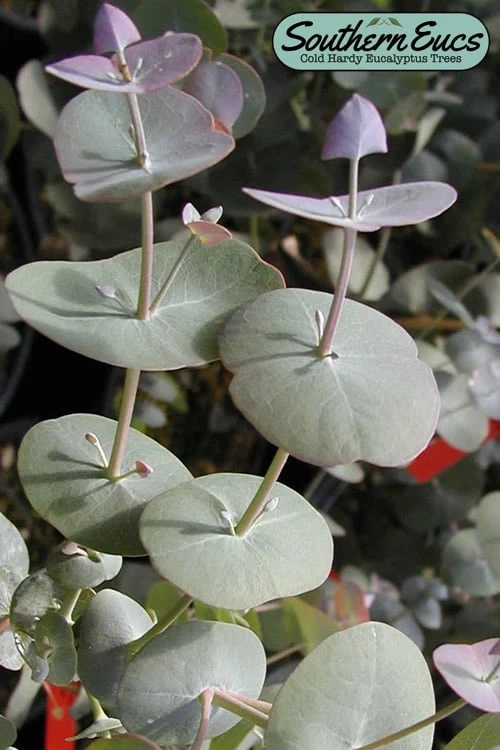 Luna Cold Hardy Eucalyptus Tree (Eucalyptus Perriniana) - 2 Gallon Pot 1 Luna Cold Hardy Eucalyptus Tree (Eucalyptus Perriniana) - 2 Gallon Pot