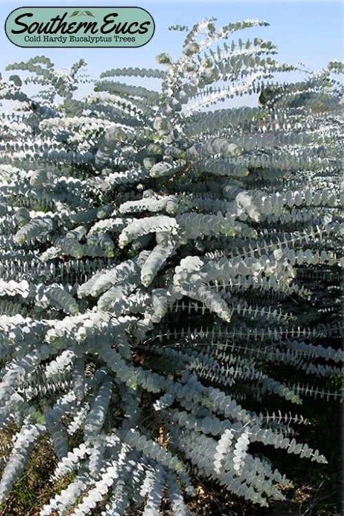 Bluey Cold Hardy Eucalyptus Tree (Eucalyptus Pulverulenta) - 6 Pack Of 1 Gallon Pots 1 Bluey Cold Hardy Eucalyptus Tree (Eucalyptus Pulverulenta) - 6 Pack Of 1 Gallon Pots