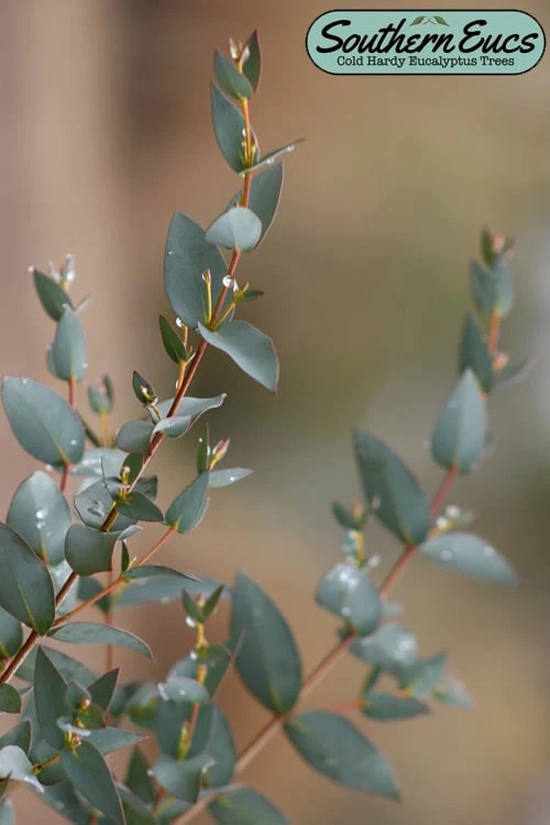 Sheila Cold Hardy Eucalyptus Tree (Eucalyptus Stellulata) - 3 Gallon Pot 1 Sheila Cold Hardy Eucalyptus Tree (Eucalyptus Stellulata) - 3 Gallon Pot